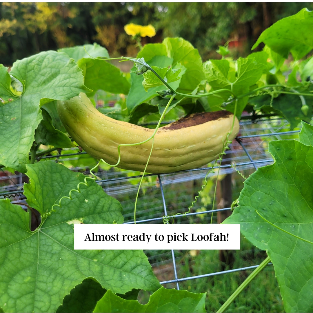 Loofah Gourd Seeds (25)