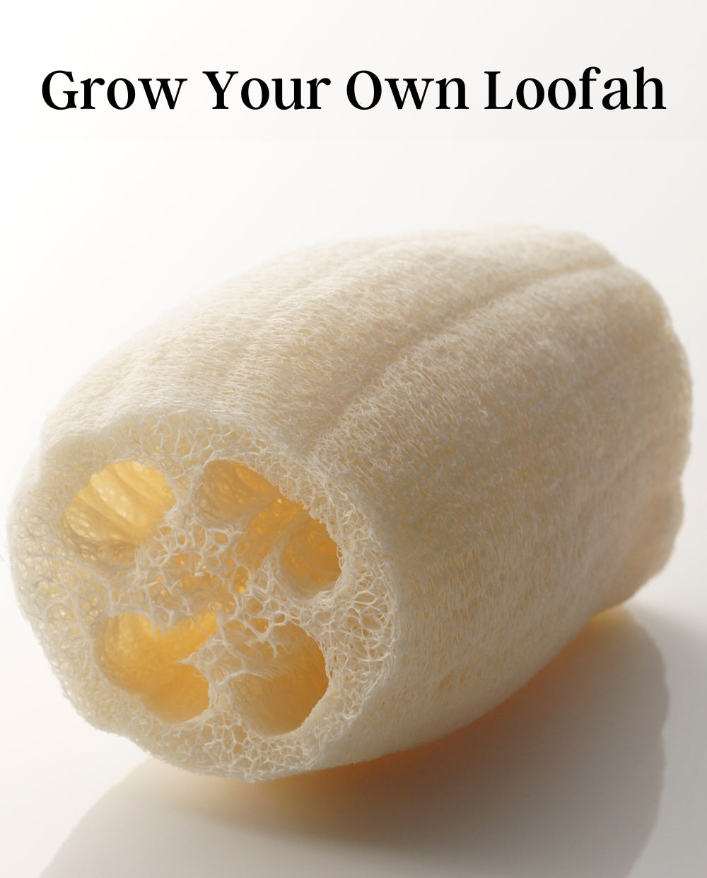 Loofah Gourd Seeds (25)