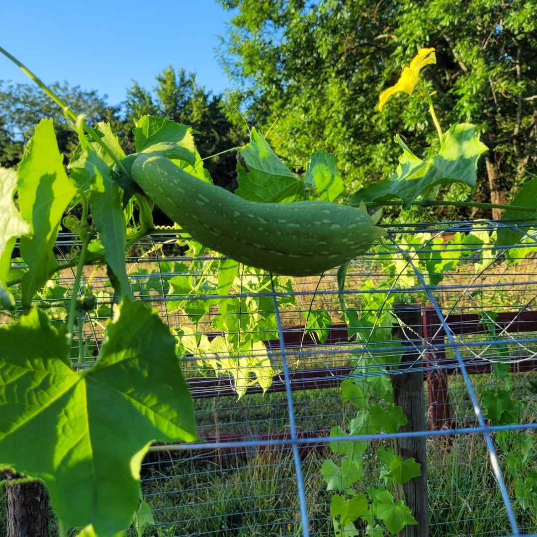 Loofah Gourd Seeds (25)